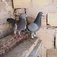کبوتر