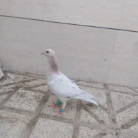 کبوتر