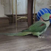 شاه طوطی نر ملنگو اسکندر