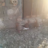 قهوی