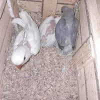 کوتوله برزیلی