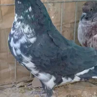 کبوترهای شکار زیرقیمت