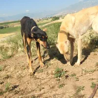 اذربایجان غربی پیرانشهر
