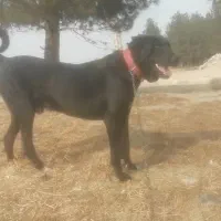 سگ نگهبان