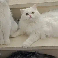 پرشین
