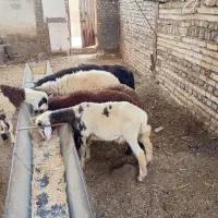 نربره