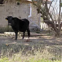 گاو ۸ماه شکم به بالا نزدیک زایمان