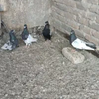 کبوتر  اویناخ