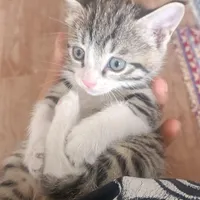 واگذاری دوتا گربه کوچولو دوقلو