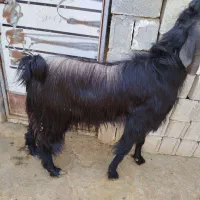 پازن دو رگ پاکستانی ـ شهرکردی