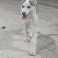 سگ هاسکی