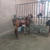 کهره نر چپش پازن