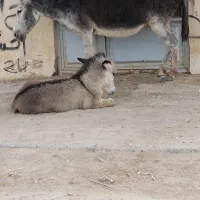 سلام خر ماده آرام با کره ۳ماهه ماده