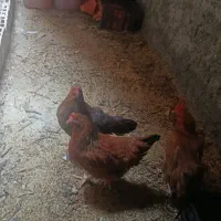 سه عدد مرغ درجه یک تخم گزار