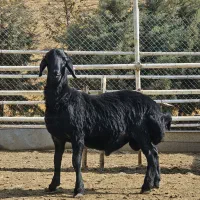 بره نر همو