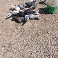 کفتر کبوتر