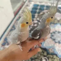 عروس پاریس یا عروس هلندی