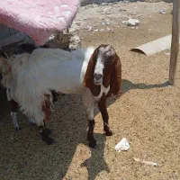 دو عدد پازن هول درجه یک دیر