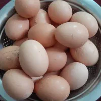 تخم مرغ محلی