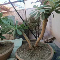 بنسای ۴سالع