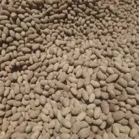 هسته  و کنجاله زیتون برای کربن و خوراک دام