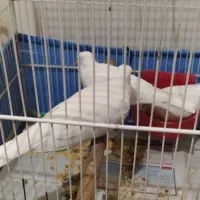 یک جفت پرنده زینتی با جوجه