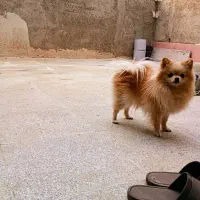 سگ پامر|سگ|رامجین, |دیوار
