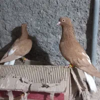 کبوتر رنگی