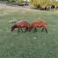 دو راس شک نر یک ساله باب گله