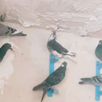 دسته پلاکی زرنگ
