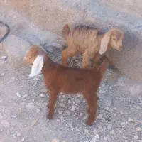 بزغاله شیری مهران