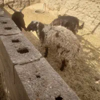 بره چاق فروشی