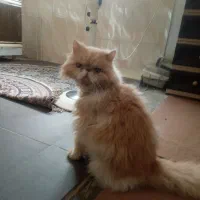 گربه پرشین