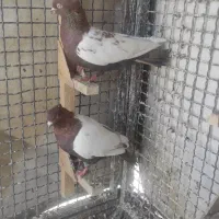 کفتر سینه ماده