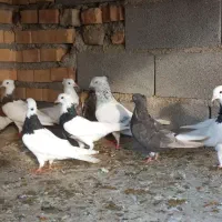 کبوتررنگی سالم وسرحال