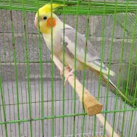 طوطی عروس جفت با بچه