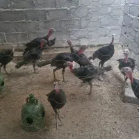 بوقلمون