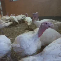 بوقلمون گوشتی