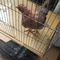 جوجه مرغ