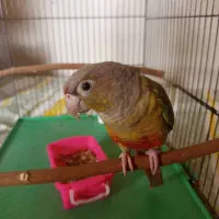 طوطی گرینچیک RED