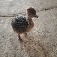 فروش جوجه شترمرغ