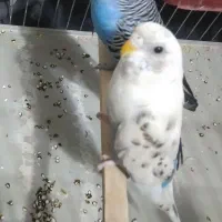 مرغ عشق نر ماده