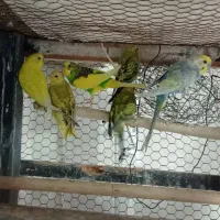 مرغ عشق یکجا
