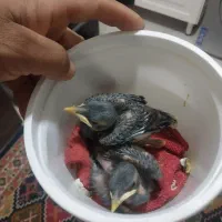 جوجه مینا وجوجه سهره اهوازی