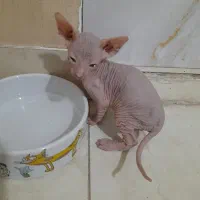 واگذاری گربه ی اسفینکس