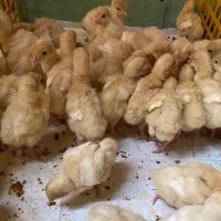 جوجه بوقلمون 10 روزه