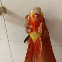 طوطی گرینچیک دبل رد
