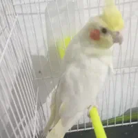 عروس هلندی لوتیتو نر همراه با قفس و لوازم