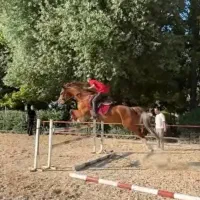 اسب ورزشی دوسر وارداتی پرشی رده ۱۳۰