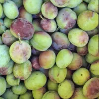گردو|خوردنی و آشامیدنی|گنبد کاووس, |دیوار